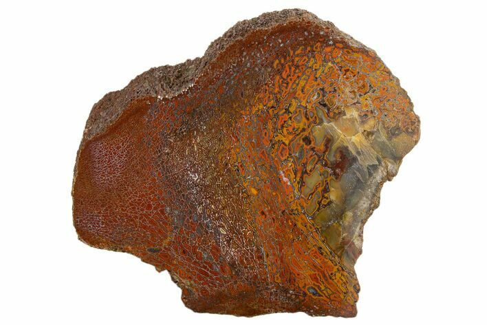 Polished Dinosaur Bone (Gembone) Section - New Mexico #340050